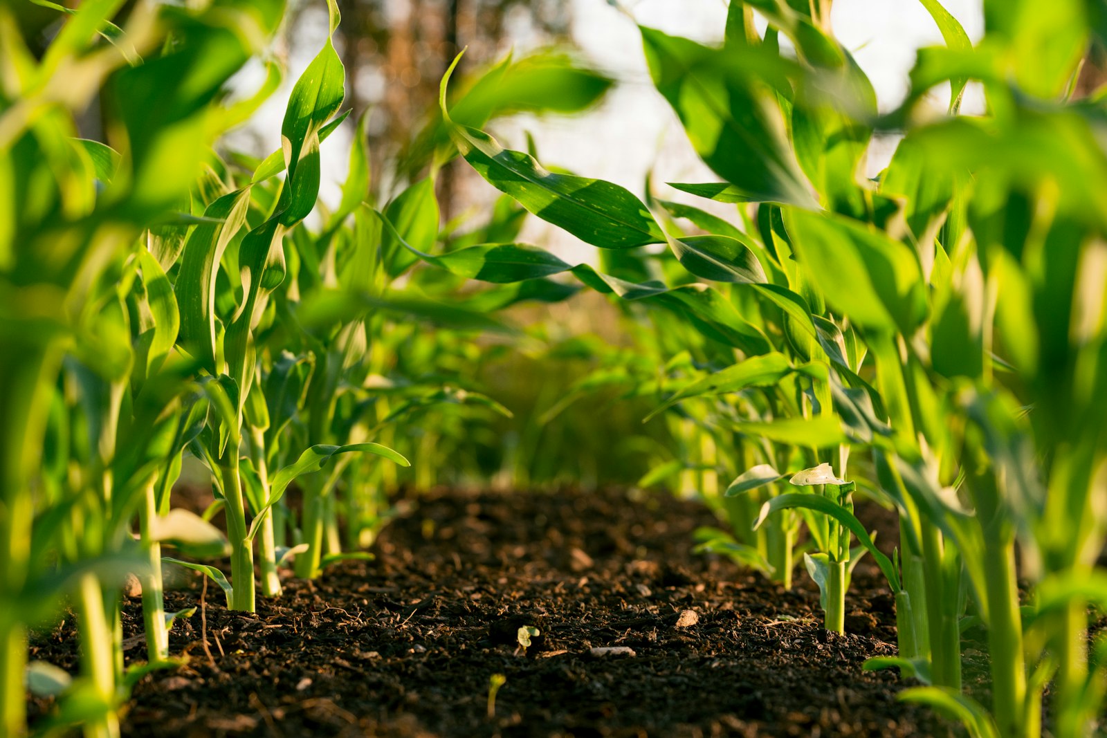 Agricultural land and production